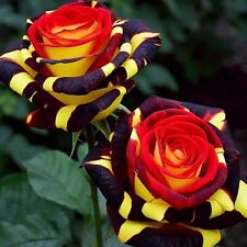 20pcs rare rose for sale  Staten Island