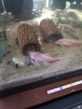 Fish 1.25 1.75 for sale  Winter Haven