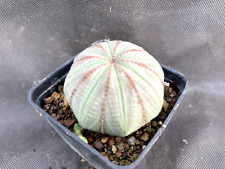 Euphorbia obesa cactus usato  Massafra