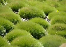Festuca gautieri bärenfellgra gebraucht kaufen  Goch