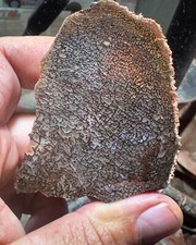 Dinosaur gem bone for sale  Logan