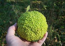 Hedge apple osage for sale  Massillon
