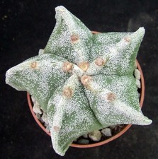 Astrophytum myriostigma select for sale  EASTBOURNE