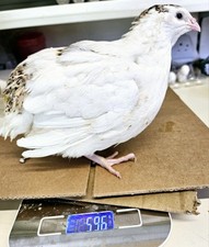 Quail super jumbo for sale  UK
