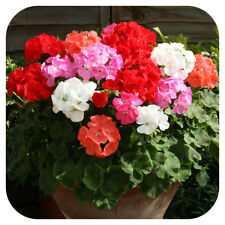 Geranium cabaret mixed for sale  LINCOLN