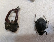 Insekten käfer sammlung gebraucht kaufen  Frankfurt am Main