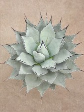 Agave neomexicana frosthart gebraucht kaufen  Dortmund