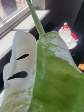 Variegated monstera albo for sale  Livermore