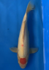 Inches tancho kohaku d'occasion  Expédié en Belgium
