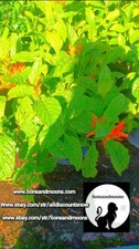 Muicle justicia spicigera for sale  Deland