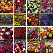 Bedding nurserymans choice for sale  IPSWICH
