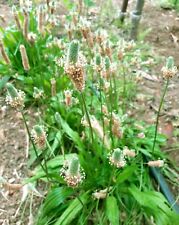 100 semi plantago usato  Italia