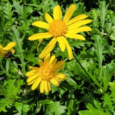 African bush daisy for sale  Wauchula