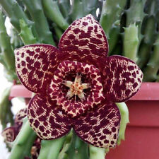 Orbea variegata stapelia usato  Siracusa