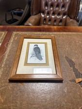 Peregrine falcon print for sale  PRESTON