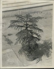 1957 press photo for sale  Memphis