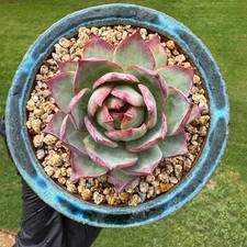 Rare succulents plants for sale  Suwanee