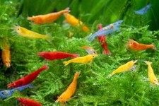 Freshwater neocaridina aquariu for sale  Walnut Creek