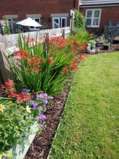Crocosmia lucifer corms for sale  ASHBOURNE