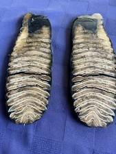 Antique woolly mammoth for sale  Fresno
