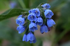 Virginia bluebells shade for sale  Owego