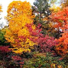 Hamamelis virginiana herbstbl� gebraucht kaufen  Heinsberg