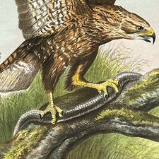 1875 rapaces oiseaux d'occasion  Strasbourg-