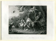 Hühner raubvogel poultry gebraucht kaufen  Aarbergen