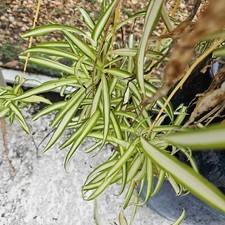 spider plant starts for sale spider plant starts for sale Englewood