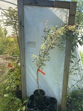 Acer palmatum mama for sale  Hendersonville