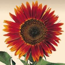 Tournesol avondzon graines d'occasion  Expédié en France