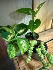 Trio house plants for sale  ST. AUSTELL
