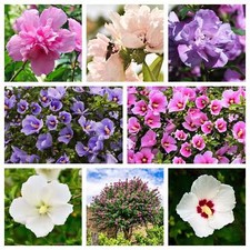 Mixed colors rose for sale  Massillon