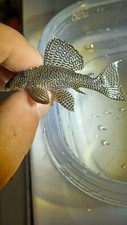 plecos fish for sale plecos fish for sale Elsinore