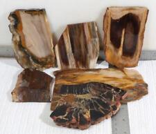 Petrified wood multiple for sale  Polson