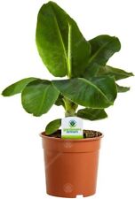 Banana plant musa for sale  UK