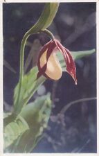 Postkarte cypripedium calceolu gebraucht kaufen  Dresden