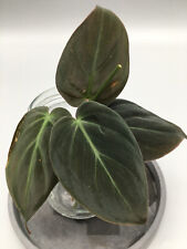 Philodendron micans stecklinge gebraucht kaufen  Wuppertal