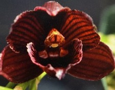 Orchid plant ctsm for sale  Las Vegas