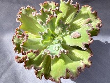 echeveria for sale  CHORLEY