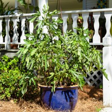 Ficus little miss for sale  PETERBOROUGH