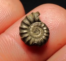 Pyrite ammonite fossil for sale  BRISTOL