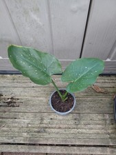 Zantedeschia hercules white for sale  ACCRINGTON