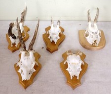 Rehgeweihe trophäenbrett zum gebraucht kaufen  Langdorf