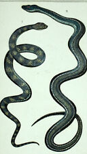Vipere aspic lampropeltis d'occasion  Expédié en Belgium