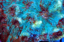 Solomon island ultra for sale  Placentia