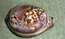 Rfm 75183 obx for sale  Largo