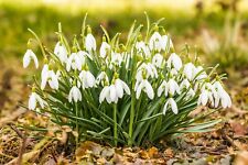 10x single snowdrop for sale  CRAWLEY