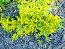 Creeping sedum plants for sale  Irwin