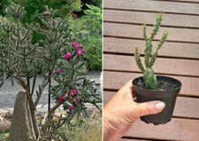 Hardy cane cholla for sale  Katy